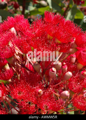 Fioritura rossa gomma (corymbia ficifolia 'wildfire rosso' syn. Eucaliptus ficifolia 'wildfire rosso') Foto Stock