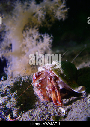 Comune granchio eremita (Pagurus bernhardus). Mare Bianco, Bianco di Carelia, Russia Foto Stock