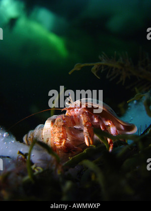 Comune granchio eremita (Pagurus bernhardus). Mare Bianco, Bianco di Carelia, Russia Foto Stock