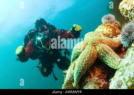 Starfish comune (Asterias rubens) e sub. Mare di Barents, Russia Foto Stock