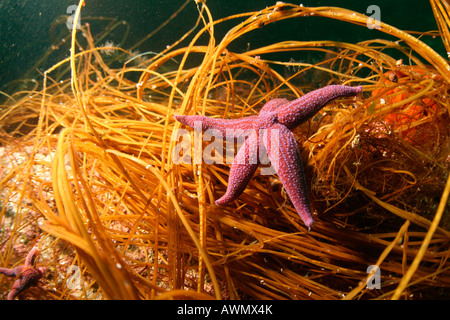 Starfish comune (Asterias rubens). Mare di Barents, Russia Foto Stock