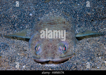 Sabbia lizardfish Synodus dermatogenys, Indonesia. Foto Stock