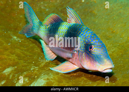 Doppia barra goatfish, Parupeneus bifasciatus, Indonesia. Foto Stock