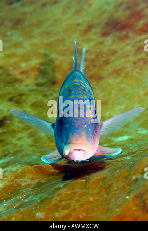 Doppia barra goatfish, Parupeneus bifasciatus, Indonesia. Foto Stock