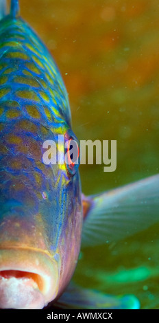 Doppia barra goatfish, Parupeneus bifasciatus, Indonesia. Foto Stock