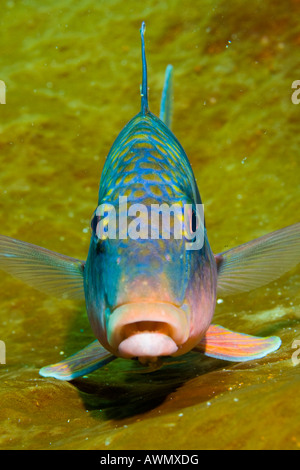 Doppia barra goatfish, Parupeneus bifasciatus, Indonesia. Foto Stock