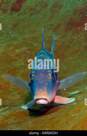 Doppia barra goatfish, Parupeneus bifasciatus, Indonesia. Foto Stock