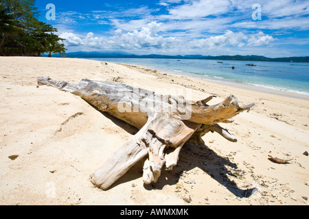 Il legno deriva sulla spiaggia, Indonesia, Asia Foto Stock