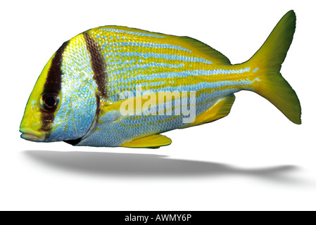 Atlantic Porkfish o Grunt Paragrate (Anisotremus virginicus), Caraibi, Americhe Foto Stock