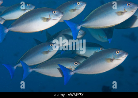 Elegante Unicornfish (Naso hexacanthus), Indonesia, Asia Foto Stock