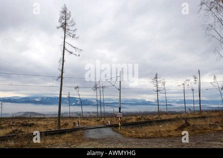 I danni ambientali causati dalle tempeste e incendi di foreste in 2005, Alti Tatra, Slovacchia, Europa Foto Stock