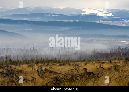 I danni ambientali causati dalle tempeste e incendi di foreste in 2005, Alti Tatra, Slovacchia, Europa Foto Stock