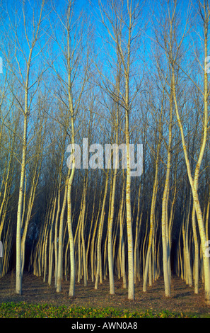 Pioppo nero alberi, Populus nigra. Plantation in inverno Foto Stock