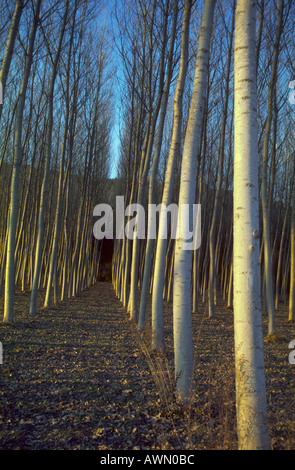 Pioppo nero alberi, Populus nigra. Plantation in inverno Foto Stock