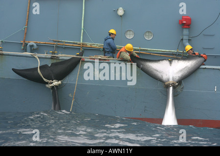 Giapponese nave baleniera con due morti Antartico le balene di Minke, Oceano Meridionale. Foto Stock