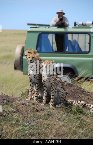 Tre ghepardi (Acinonyx jubatus ) nella parte anteriore di una jeep con il fotografo e la fotocamera, il Masai Mara National Game Reserve, Kenya, Af Foto Stock