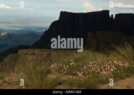 Contrafforte orientale, Devil's dente e Torre interna, Drakensberg Mountain, Sud Africa Foto Stock