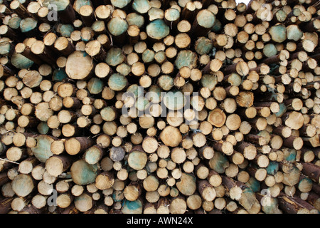Un gran mucchio di diverse dimensioni di taglio fresco log in una foresta Foto Stock
