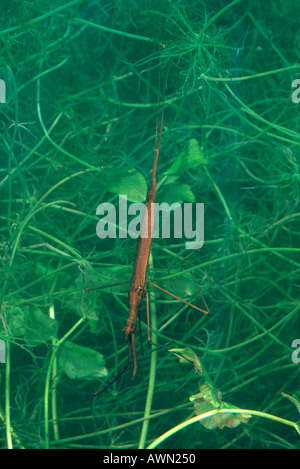 Acqua Stick insetto, Ranatra linearis. Sul laghetto. Underwater Foto Stock