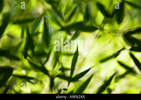 Foglie di bambù in un bosco di bambù Foto Stock