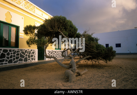 Il ginepro, Caleta de Sebo, Graciosa, Isole Canarie, Spagna Foto Stock