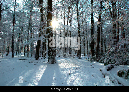 Sole che splende attraverso la neve sui rami di un albero di faggio Foto Stock