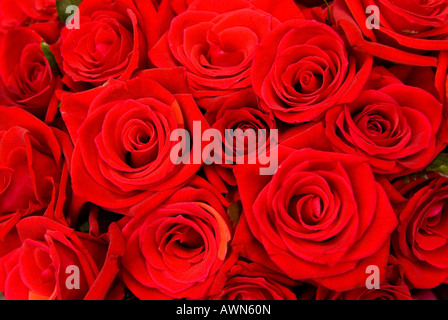 Bouquet di rose rosse Foto Stock