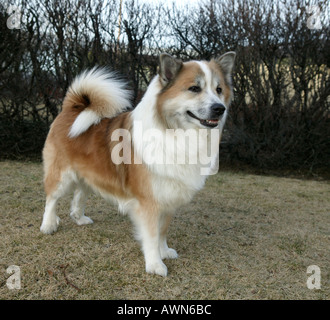 Icelandic Sheep Dog, Reykjavik Islanda Foto Stock