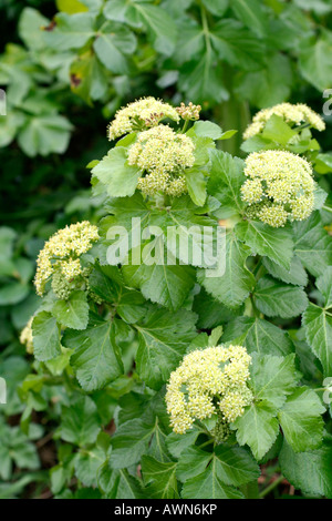 ALEXANDERS SMYRNIUM OLUSATRUM FIORITURA A metà marzo DEVON Foto Stock