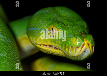 Python (Chondropython viridis, anche Morelia viridis) New-Guinea Foto Stock