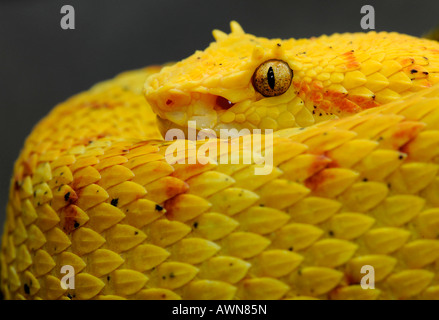 Tintura ciglia viper / ciglia viper di montagna / Schlegel di vipera (Bothriechis schlegelii) America centrale Foto Stock