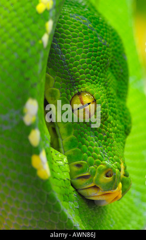 Python (Chondropython viridis) Nuova Guinea Foto Stock