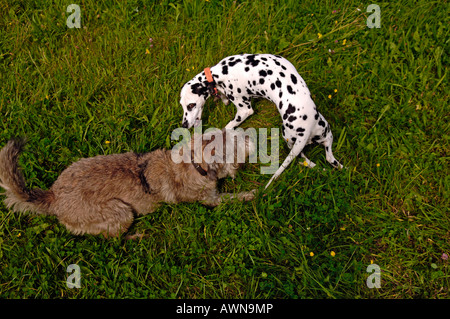 Schnauzer mix dalmata e giocare insieme, Lauf/Pegnitz, Media Franconia, Baviera, Germania, Europa Foto Stock