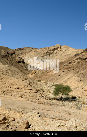 Wadi nel deserto del Negev con acacia Foto Stock