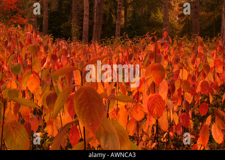 Il Westonbirt Arboretum in autunno. Foto Stock
