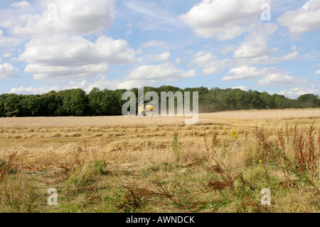 New Holland mietitrebbia in Suffolk cornfield Foto Stock