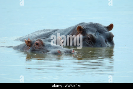 Sud Africa Mkhuzi Mkuze Mkhuze Game Reserve Foto Stock