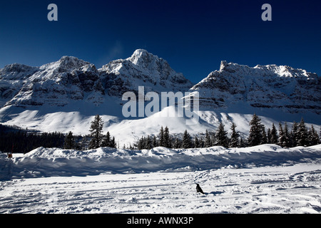 Raven in inverno al fermo sul ciglio della strada Foto Stock