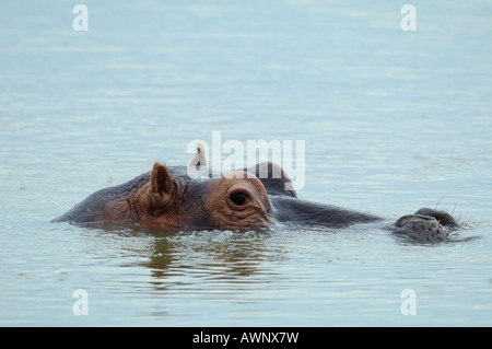 Sud Africa Mkhuzi Mkuze Mkhuze Game Reserve KwaZulu-Natal Foto Stock