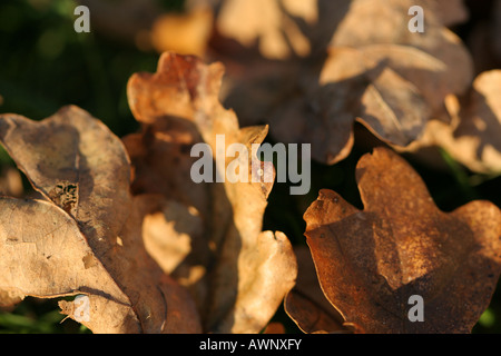 A secco di foglie di quercia che sono caduti a terra Foto Stock