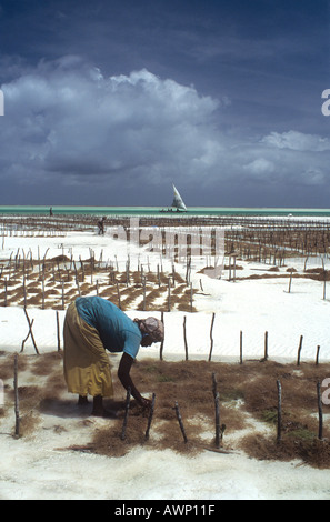 Donna locale la raccolta di alghe marine a Jambiani sulla costa orientale dell isola di Zanzibar, Tanzania Foto Stock