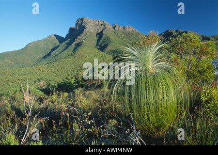 Grasstree (Xanthorrhoea) nella parte anteriore del Bluff Knoll, gamma di Stirling, Australia occidentale, Australia, Oceania Foto Stock