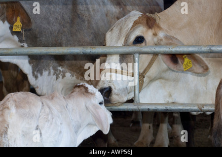 Vacca vitello sniffing attraverso la porta, Costa Rica, America Centrale Foto Stock