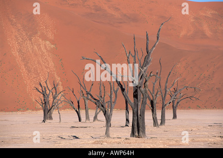 Morto il Camel Thorn Acacias (Acacia erioloba), Dead Vlei, Namibia, Africa Foto Stock