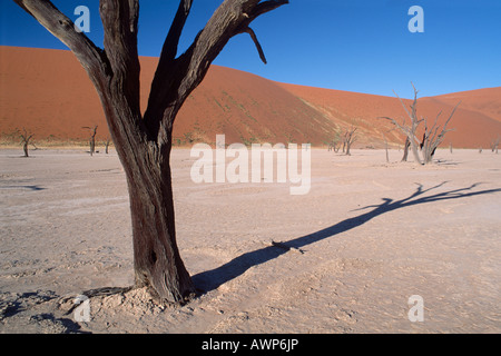 Morto il Camel Thorn Acacias (Acacia erioloba), Damaraland, Namibia, Africa Foto Stock