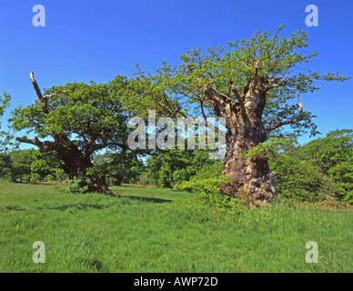 Pollarded medievale inglese Oaks Dodders Windsor Great Park Berkshire Inghilterra può probabilmente self seminato durante il Medioevo Foto Stock