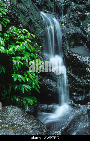 Cascata, il Parco Nazionale di Lamington, Queensland, Australia, Oceania Foto Stock