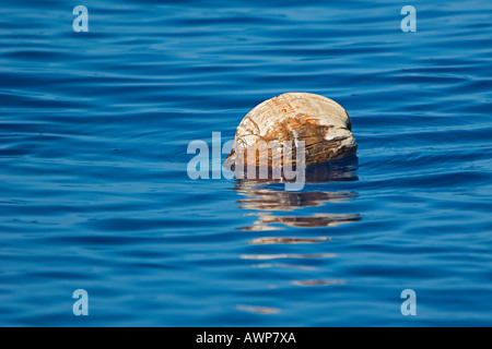 Drifting di noce di cocco in oceano aperto, Cocos nucifera, Costa di Kona, Big Island, Hawaii, USA, Oceano Pacifico Foto Stock