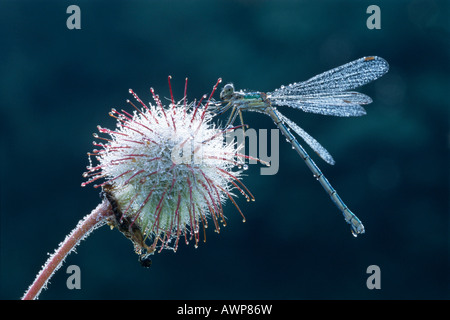 Damselfly smeraldo (Lestes sponsa) coperta in dewdrops appollaiato sulla appassiti fiori di un acqua Avens (Geum rivale), Nord Tir Foto Stock