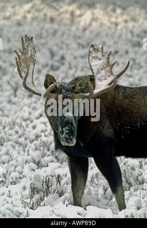Bull Moose 33 Foto Stock